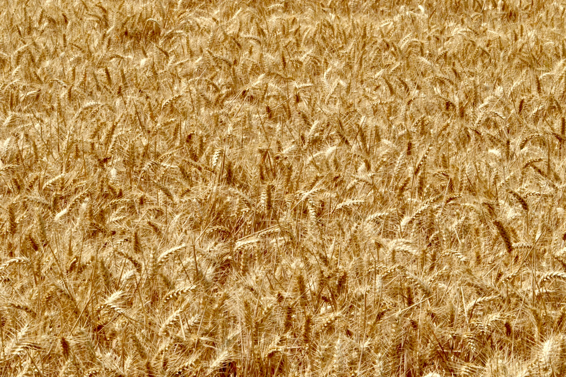 Around the world in eight commodities, episode four: Wheat