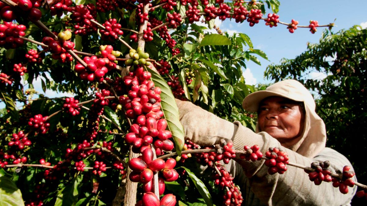 Coffee value chains: Enhancing traceability in Latin America