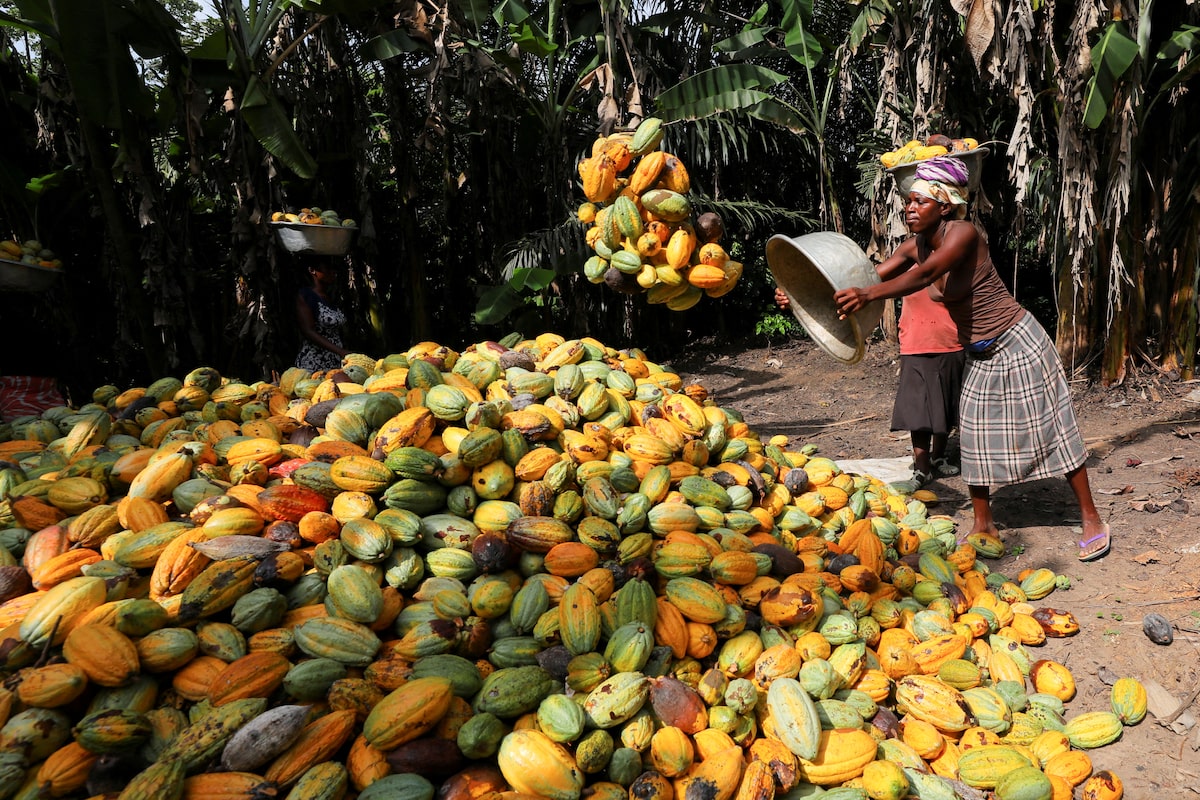 Cocoa tops global commodities rally for second year, steel ingredients struggle on China demand